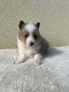 De La Foret Noir Et Feu - Chiot disponible  - Shetland Sheepdog