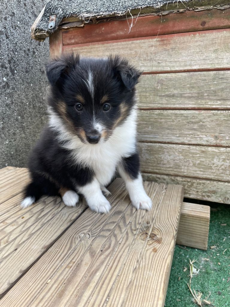 De La Foret Noir Et Feu - Chiot disponible  - Shetland Sheepdog