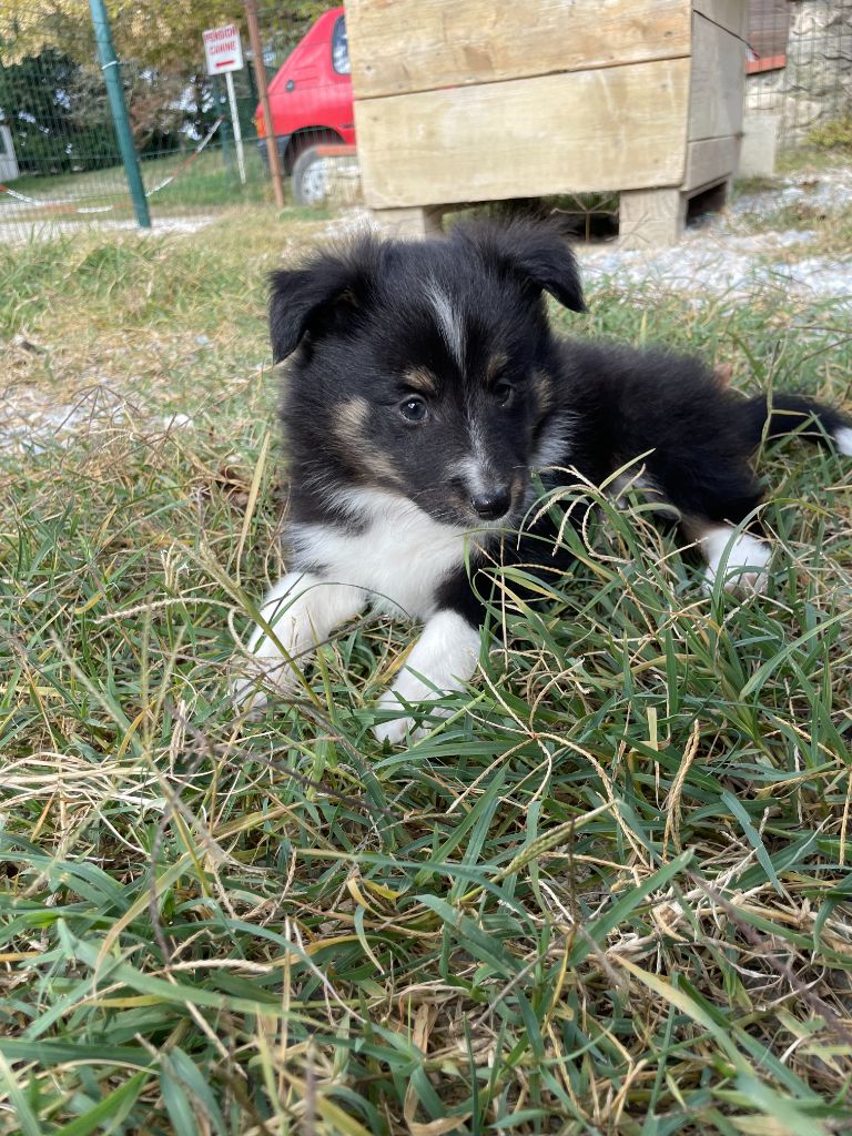 De La Foret Noir Et Feu - Chiot disponible  - Shetland Sheepdog