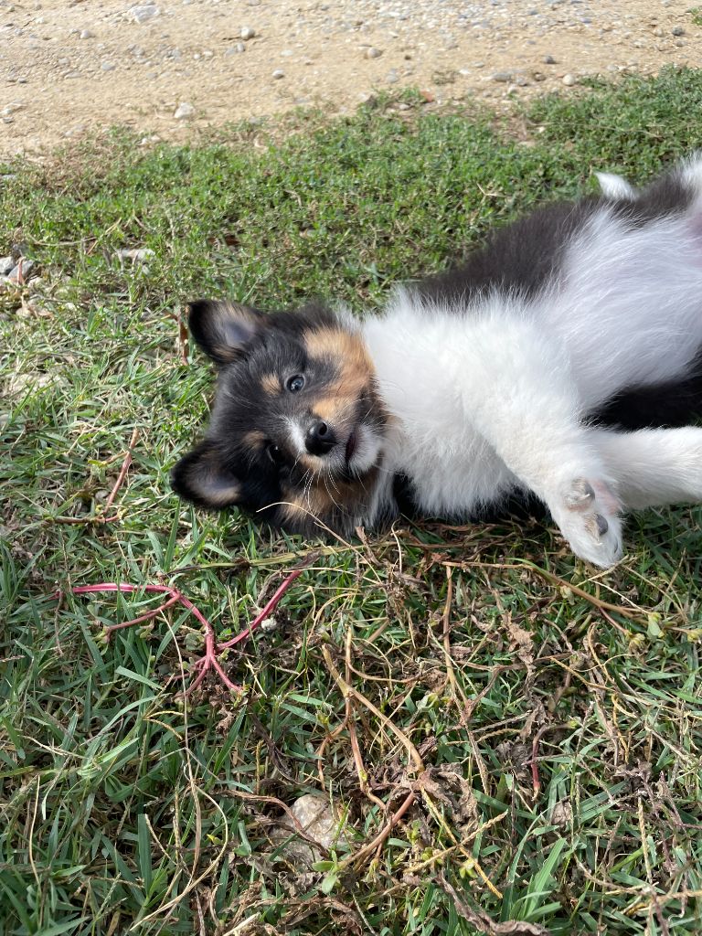 De La Foret Noir Et Feu - Chiot disponible  - Shetland Sheepdog