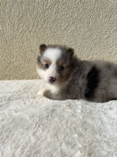 De La Foret Noir Et Feu - Chiot disponible  - Shetland Sheepdog