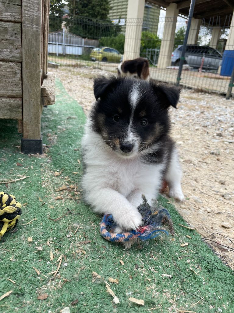 De La Foret Noir Et Feu - Chiot disponible  - Shetland Sheepdog