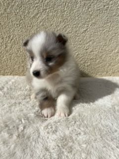 De La Foret Noir Et Feu - Chiot disponible  - Shetland Sheepdog