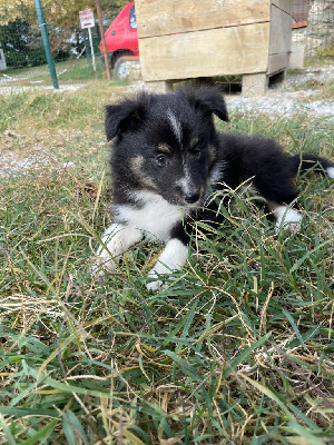 De La Foret Noir Et Feu - Shetland Sheepdog - Portée née le 14/08/2024