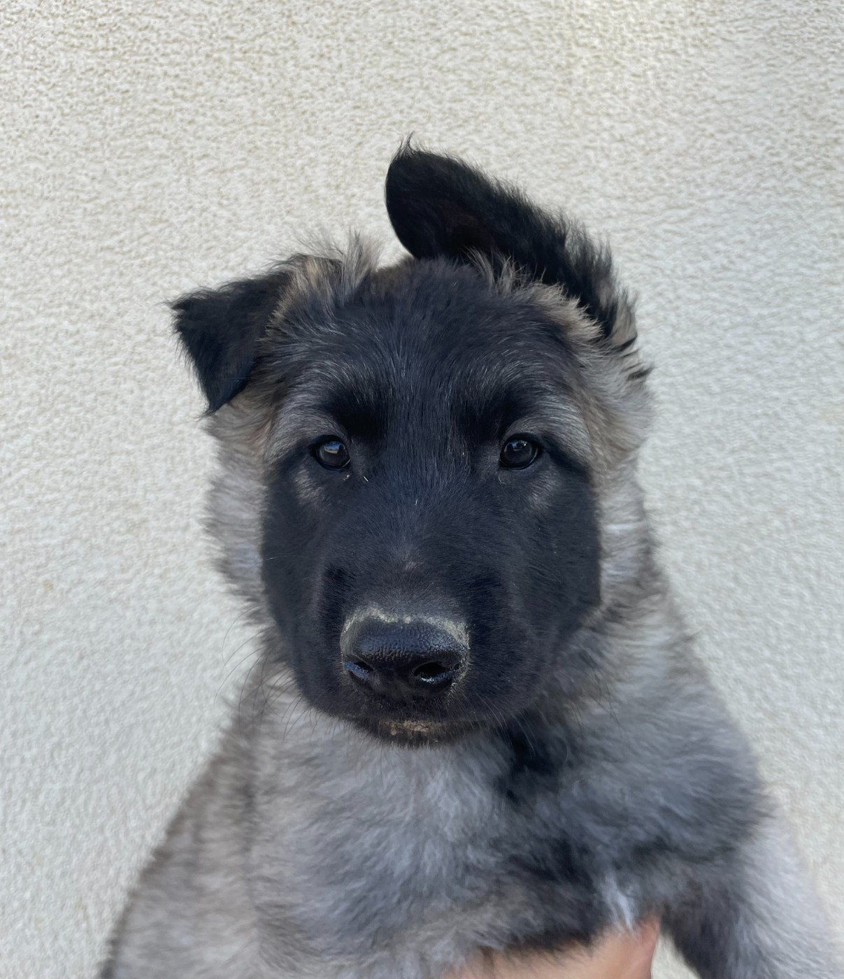 Apache De La Foret Noir Et Feu