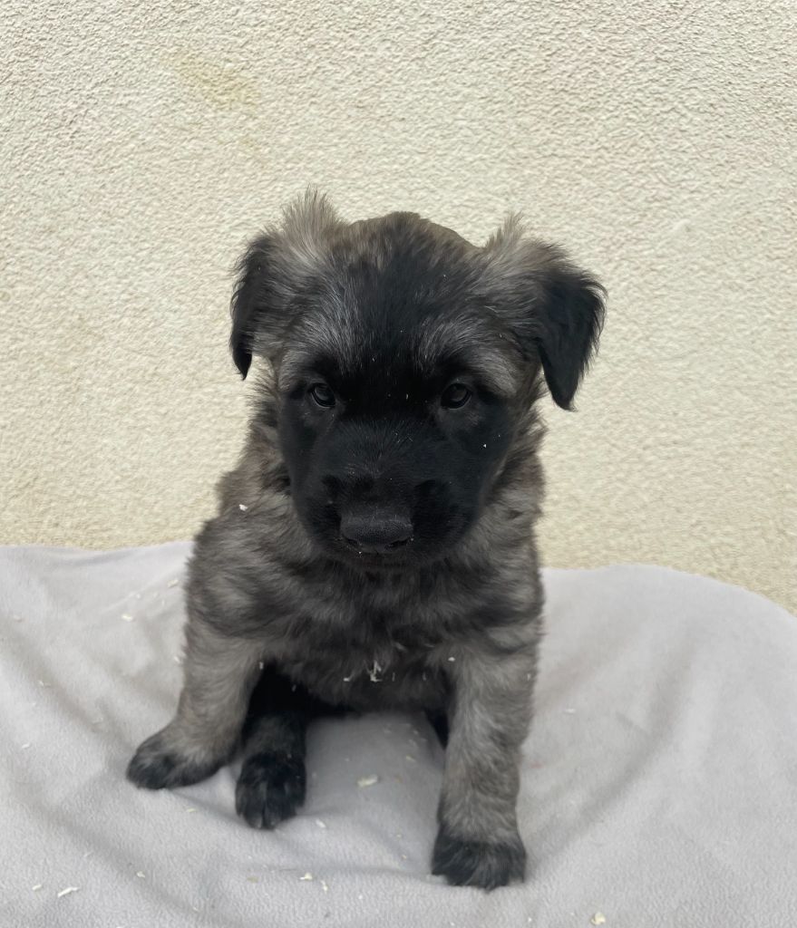 De La Foret Noir Et Feu - Chiots disponibles - Berger Belge