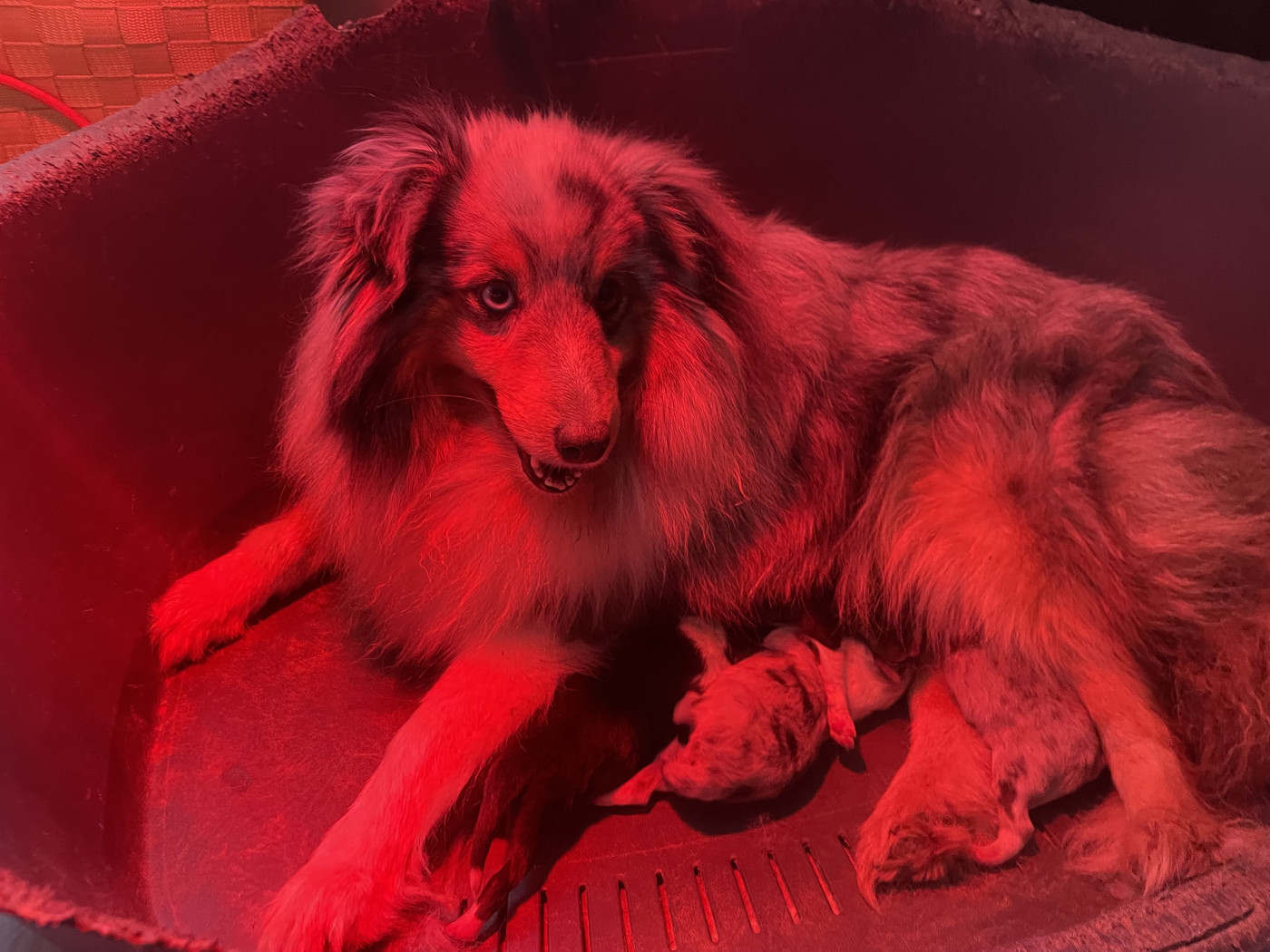 De La Foret Noir Et Feu - Shetland Sheepdog - Portée née le 19/02/2026