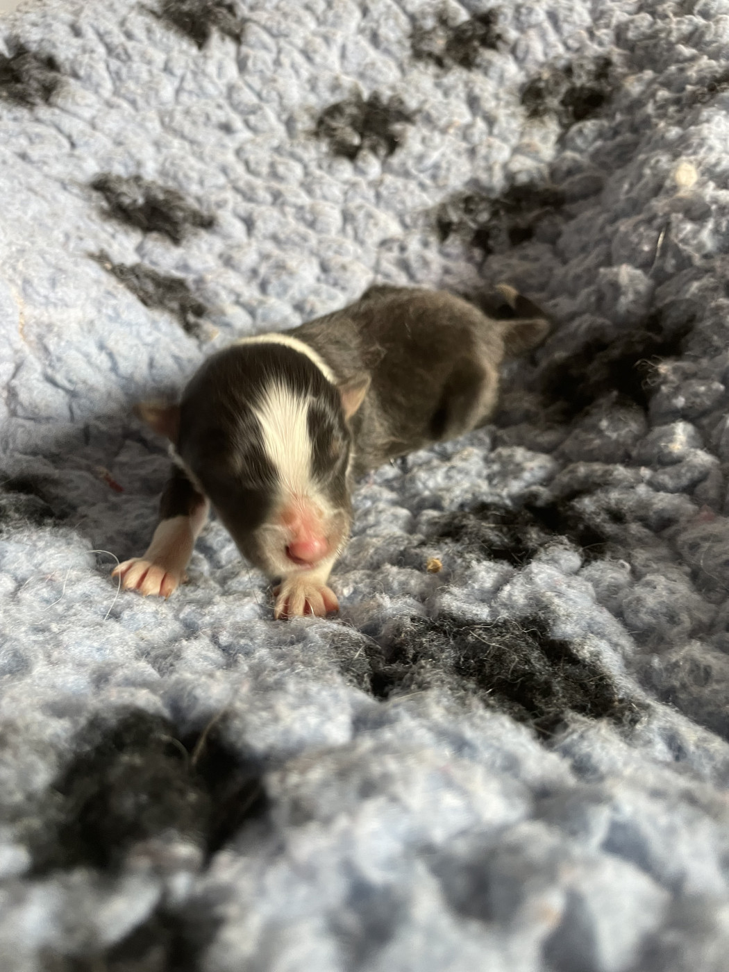 De La Foret Noir Et Feu - Chiots disponibles - Shetland Sheepdog