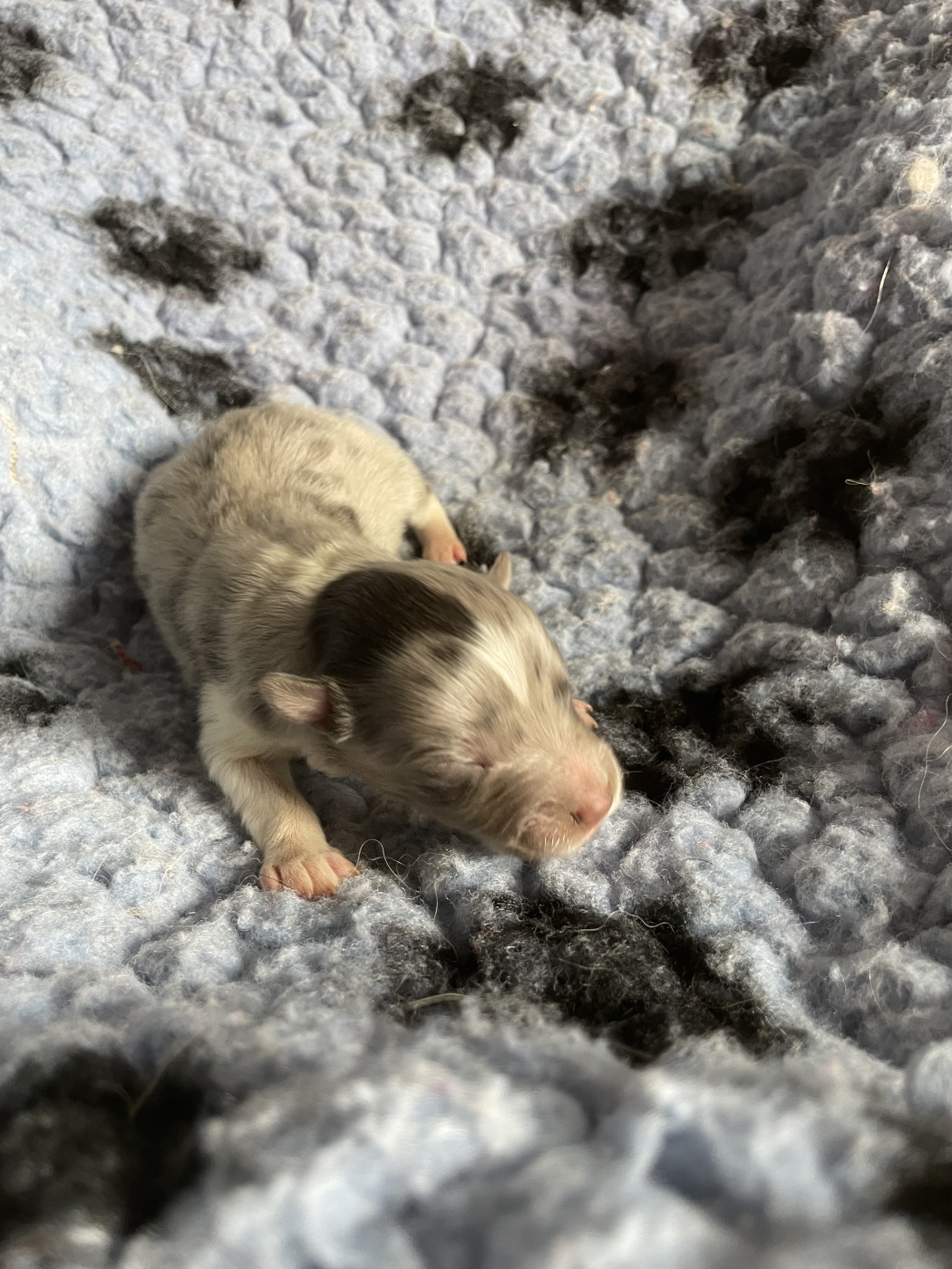 De La Foret Noir Et Feu - Chiots disponibles - Shetland Sheepdog