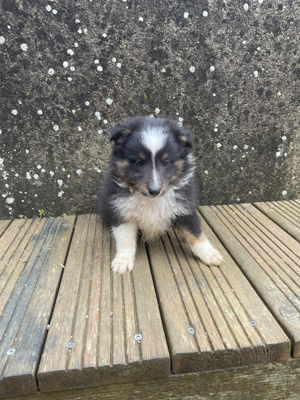 De La Foret Noir Et Feu - Chiots disponibles - Shetland Sheepdog