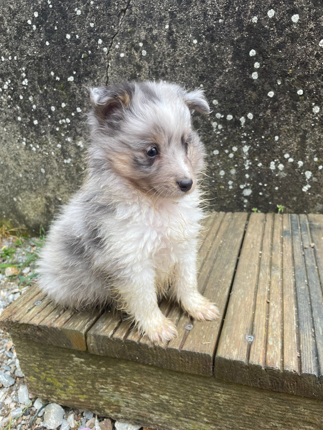 De La Foret Noir Et Feu - Chiots disponibles - Shetland Sheepdog