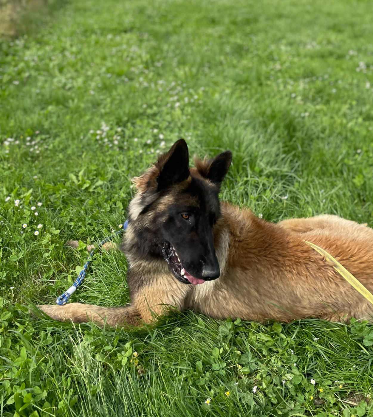 De La Foret Noir Et Feu - Chiots disponibles - Berger Belge