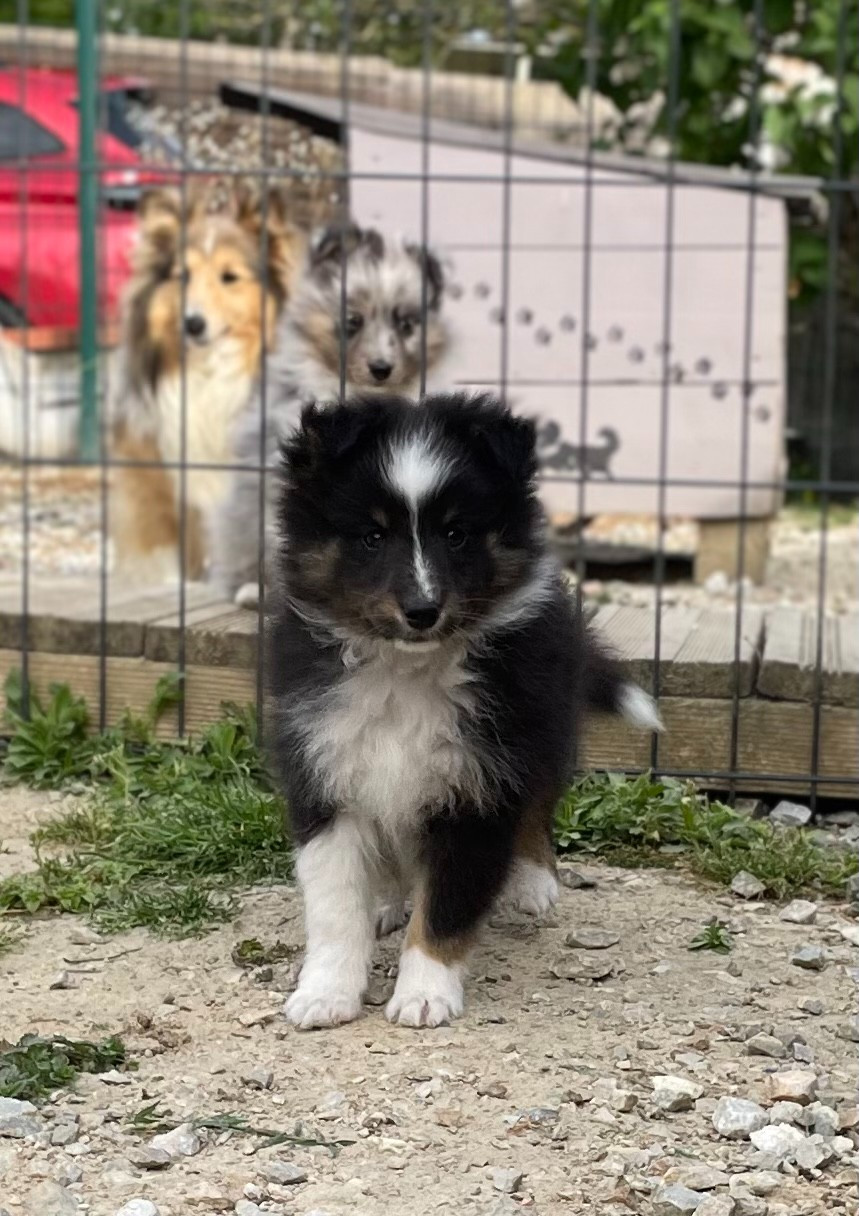 De La Foret Noir Et Feu - Chiots disponibles - Shetland Sheepdog