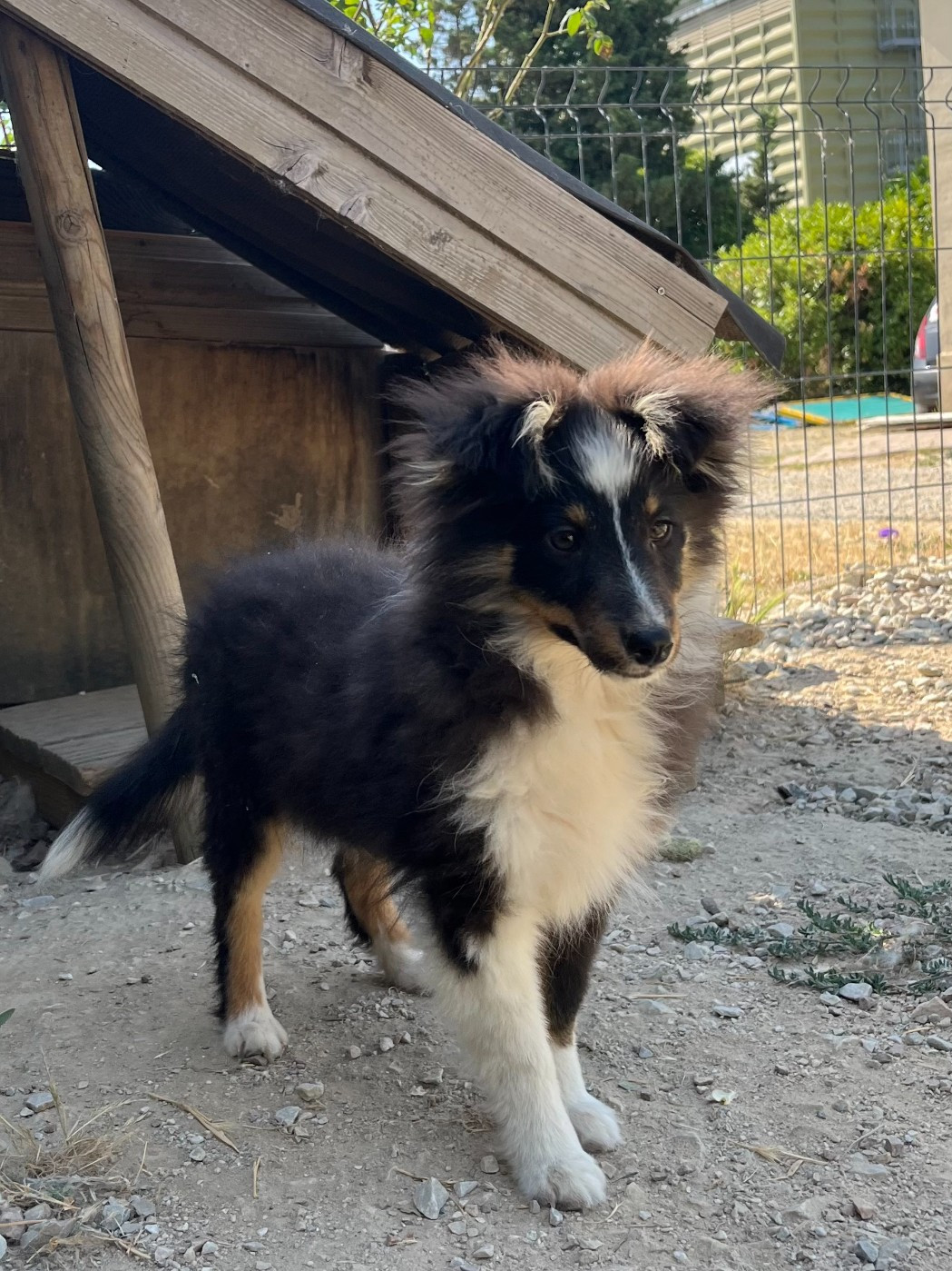 De La Foret Noir Et Feu - Chiots disponibles - Shetland Sheepdog