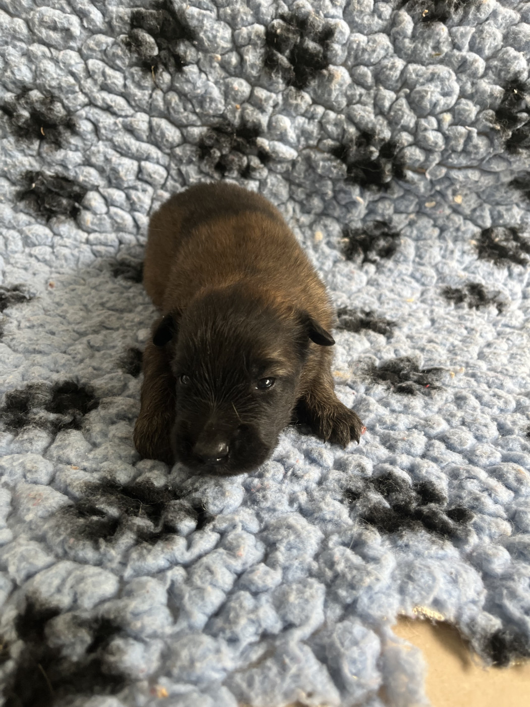 De La Foret Noir Et Feu - Chiots disponibles - Berger Belge