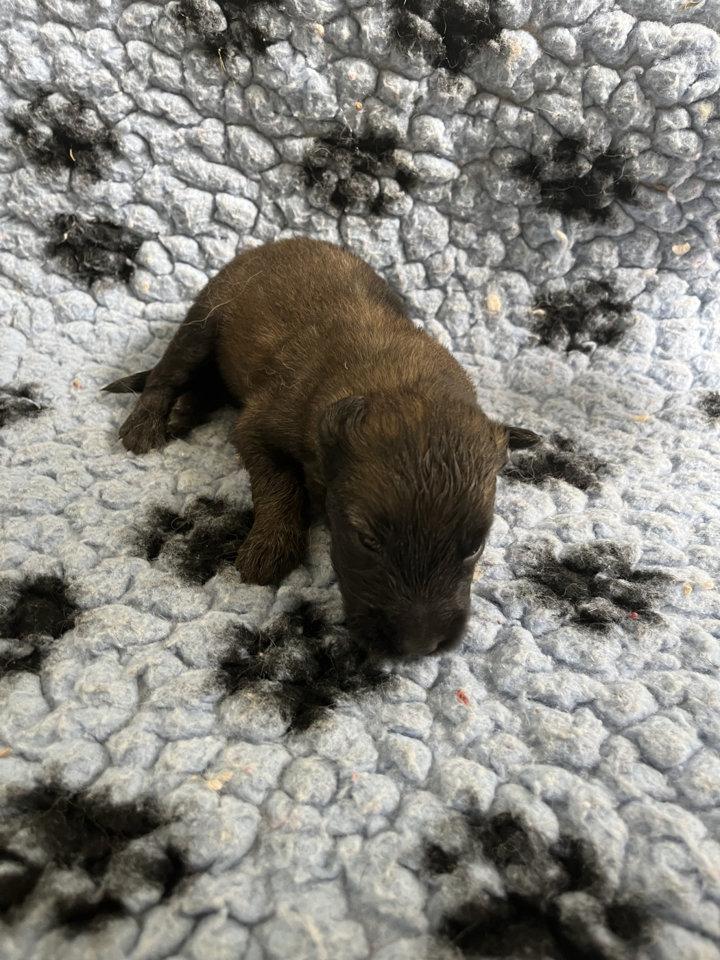 De La Foret Noir Et Feu - Chiots disponibles - Berger Belge