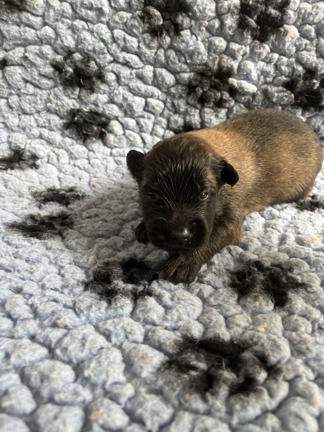 De La Foret Noir Et Feu - Chiots disponibles - Berger Belge