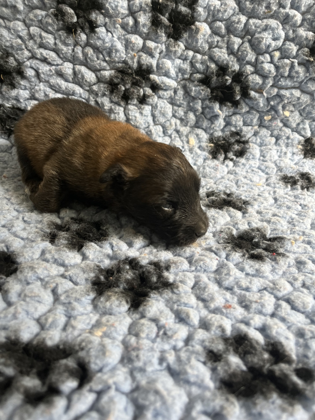De La Foret Noir Et Feu - Chiots disponibles - Berger Belge