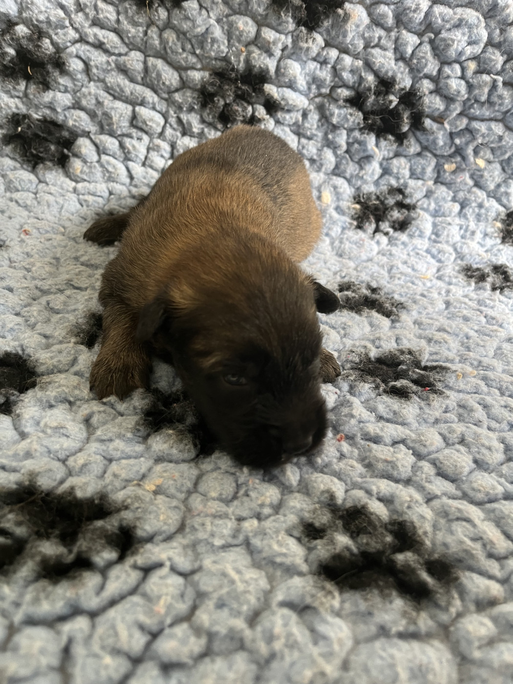 De La Foret Noir Et Feu - Chiots disponibles - Berger Belge