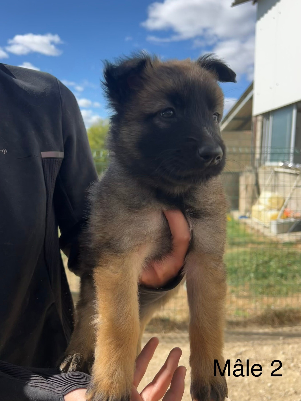 De La Foret Noir Et Feu - Chiots disponibles - Berger Belge