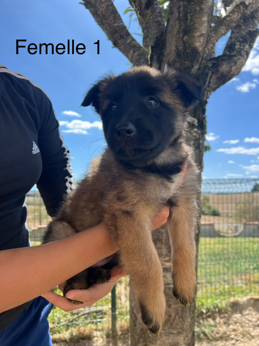De La Foret Noir Et Feu - Chiots disponibles - Berger Belge