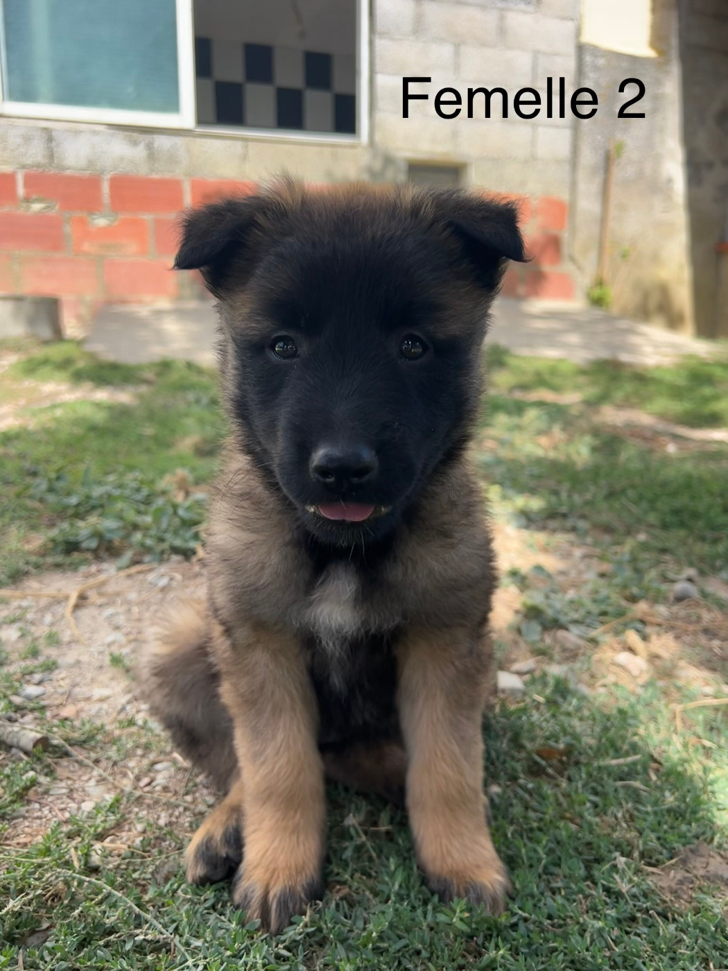 De La Foret Noir Et Feu - Chiots disponibles - Berger Belge