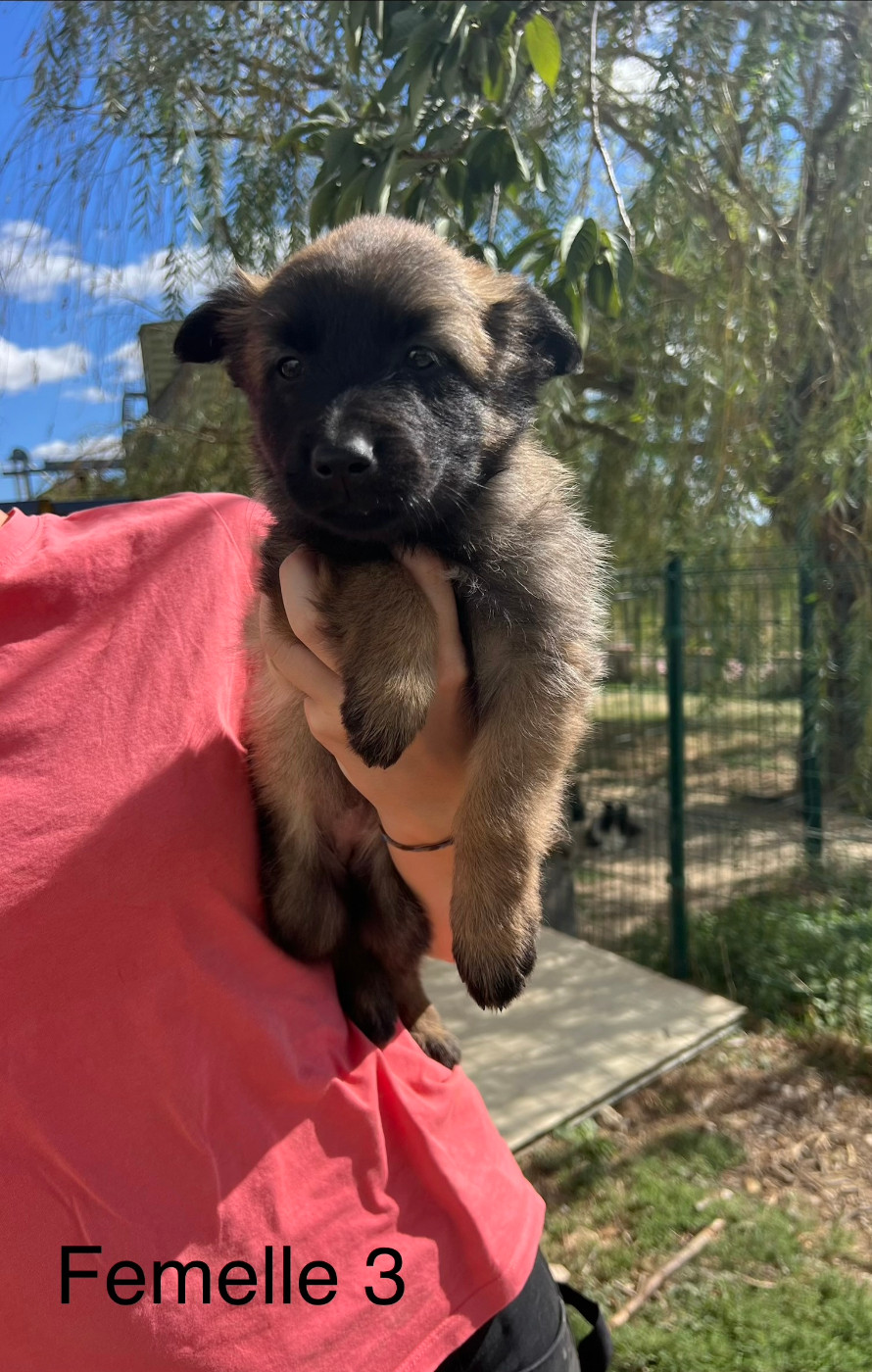 De La Foret Noir Et Feu - Chiots disponibles - Berger Belge