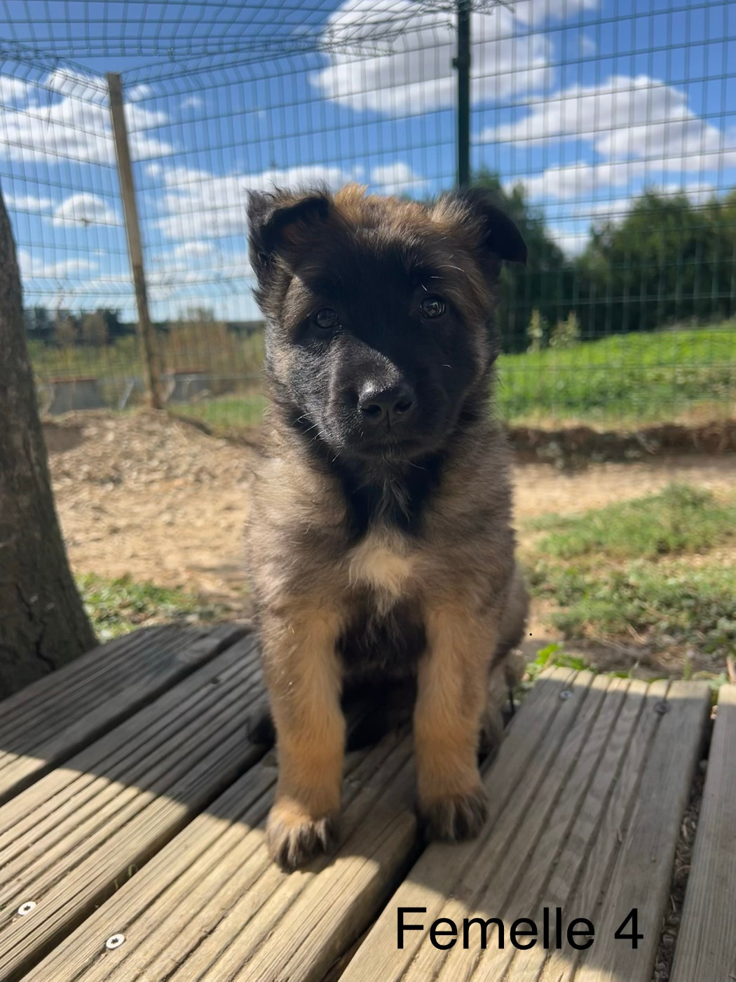 De La Foret Noir Et Feu - Chiots disponibles - Berger Belge