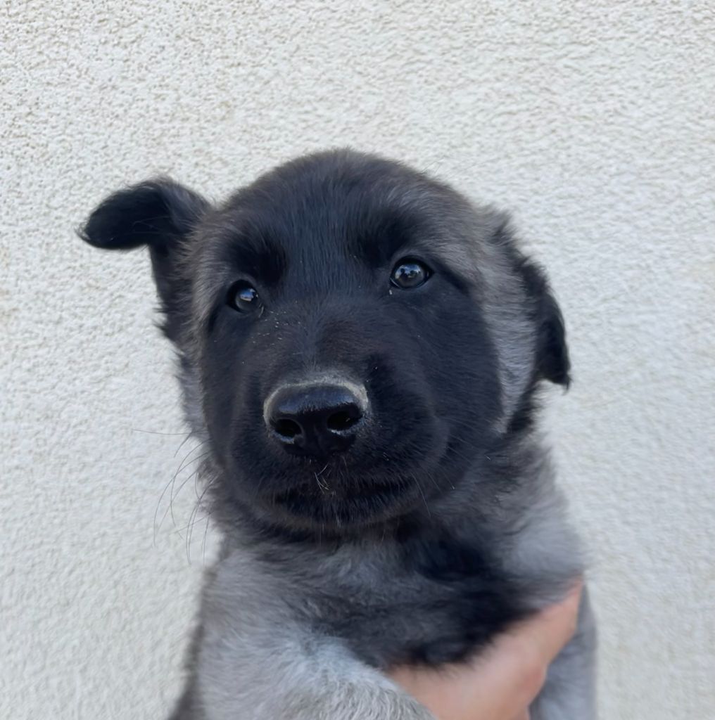 De La Foret Noir Et Feu - Chiots disponibles - Berger Belge