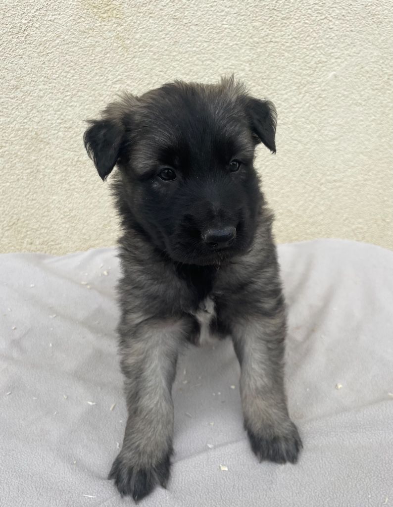De La Foret Noir Et Feu - Chiots disponibles - Berger Belge