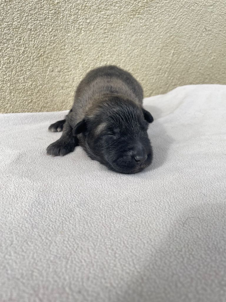 De La Foret Noir Et Feu - Chiots disponibles - Berger Belge