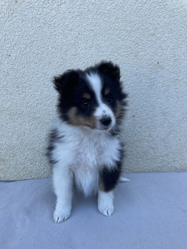 De La Foret Noir Et Feu - Chiots disponibles - Shetland Sheepdog