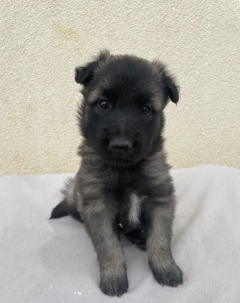 De La Foret Noir Et Feu - Chiots disponibles - Berger Belge