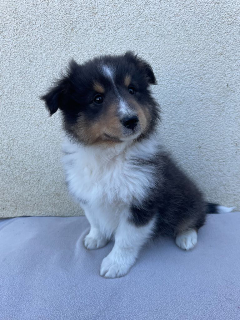 De La Foret Noir Et Feu - Chiots disponibles - Shetland Sheepdog