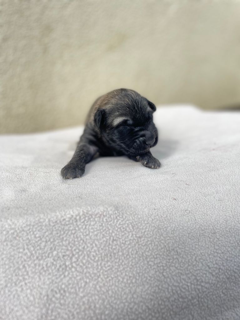 De La Foret Noir Et Feu - Chiots disponibles - Berger Belge