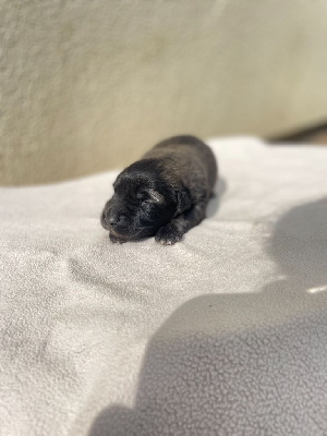 CHIOT 9