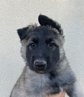 Apache