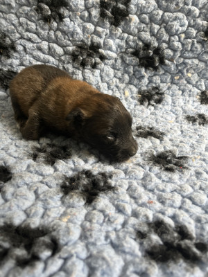 Chiot 5