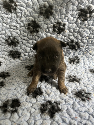Chiot 6