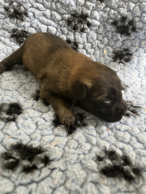 Chiot 7