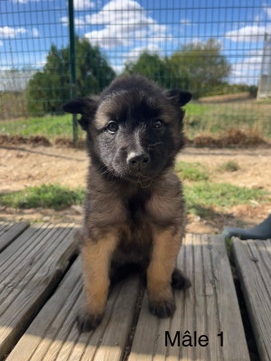 Chiot 1