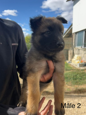 Chiot 3