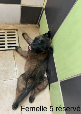 Chiot 8