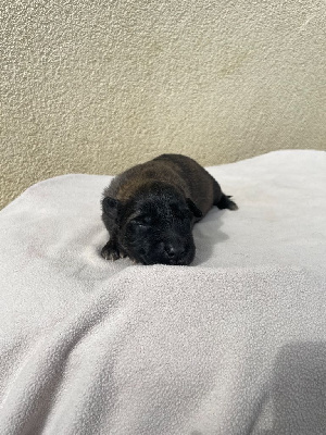 CHIOT 7