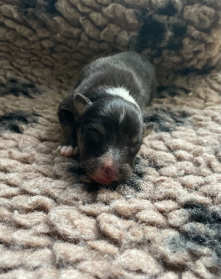 CHIOT