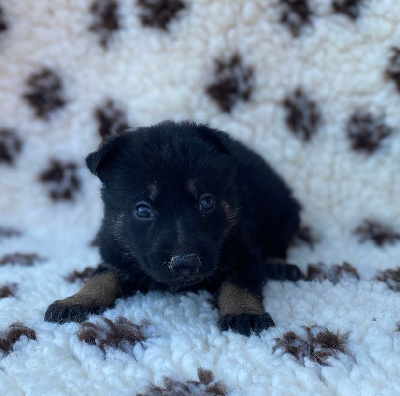 CHIOT 7