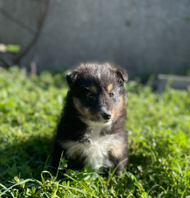 CHIOT