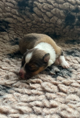 CHIOT