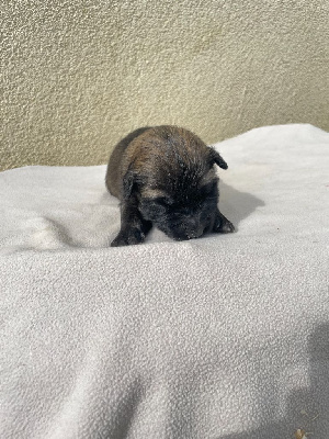 CHIOT 8
