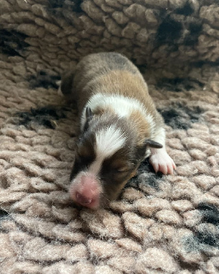 CHIOT